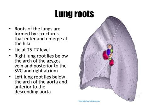 Root Of The Lung - cloudshareinfo