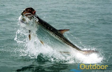 Tarpon Fishing | Fishing for Tarpon