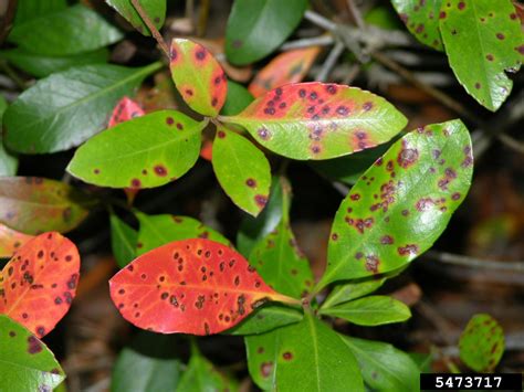 Entomosporium leaf spot (Diplocarpon mespili ) on Indian hawthorn (Rhaphiolepis indica ) - 5473717