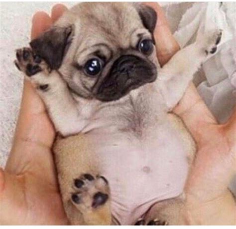 15 Funny Pug Photos That Will Make You Laugh | PetPress