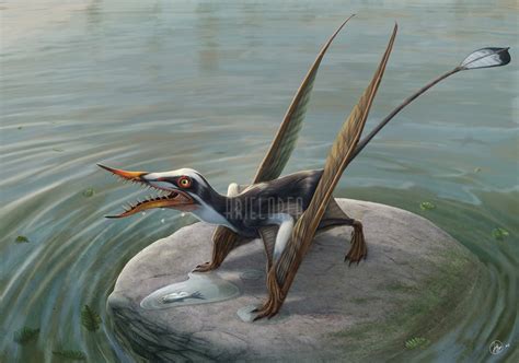 Rhamphorhynchus - Alchetron, The Free Social Encyclopedia