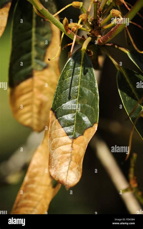 Signs of the fungal disease, Phytophthora ramorum - also known as Sudden Oak Death ¿ on ...