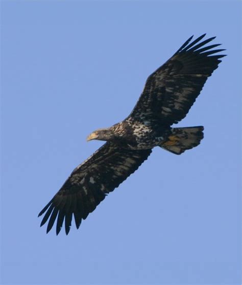 Birds of Prey (Raptors) - Fraser River Estuary & Delta, British Columbia, Canada - an album on ...