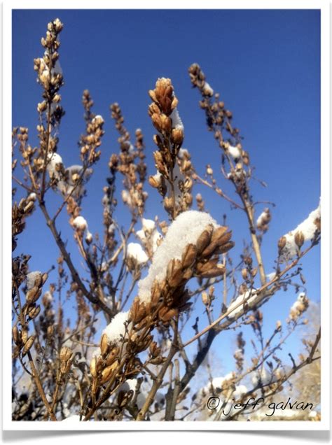 common lilac winter tree id | Boulder Tree Care - Pruning & Tree ...