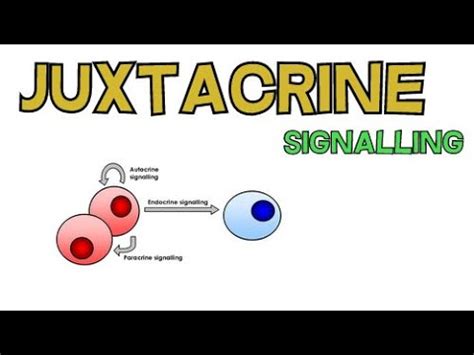 Juxtacrine Signalling - Contact Dependent Signalling - YouTube