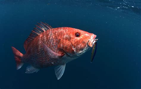 Catching red snapper has become pretty easy, but taking trophies is ...