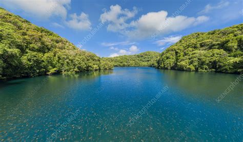 Jellyfish Lake, Palau - Stock Image - F038/6686 - Science Photo Library