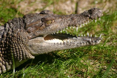 From New Guinea to Florida, one of these crocs is not like the others