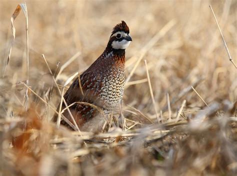 How to Attract More Quail to Your Property | Upland bird hunting, Quail hunting, Bird hunting