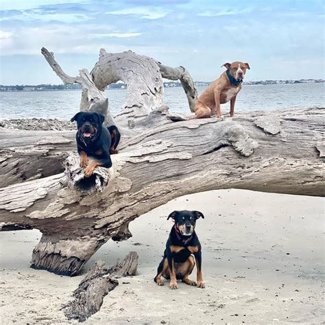 15 Fun Dog-Friendly Loving Beaches in Charleston SC