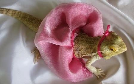 300+ Good Bearded Dragon Names For Male & Female Beardies