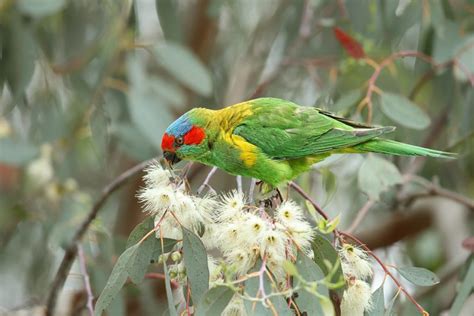 Musk Lorikeet - Aviculture Hub