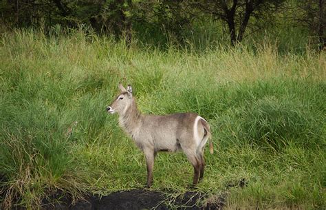 Londolozi GR Photos – Images & Pictures