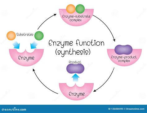 Enzyme function synthesis stock vector. Illustration of research ...