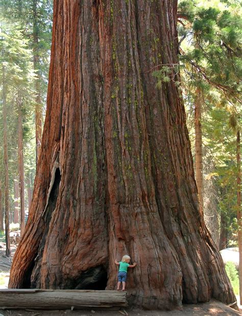 Die besten 25+ Giant sequoia trees Ideen auf Pinterest