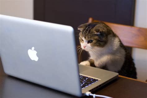 9 Super Cute Tech-Savvy Cats