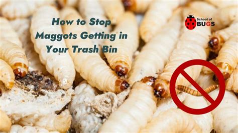 How to Stop Maggots Getting in Your Trash Bin – School Of Bugs