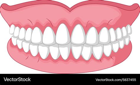 Cartoon model of teeth isolated on white Vector Image