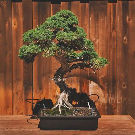 Juniper Bonsai Care Stey-by-step Guide [Juniperus Chinensis]