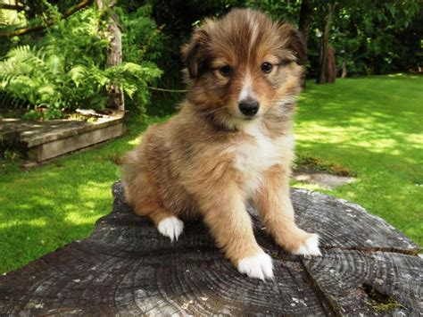 Border Collie & Shetland Sheepdog mix Golden Retriever Collie Mix, Mini ...