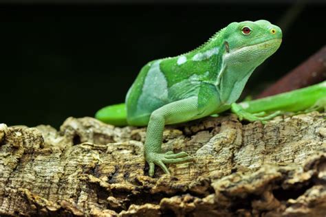 "Fiji Banded Iguana" Images – Browse 367 Stock Photos, Vectors, and Video | Adobe Stock