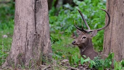 The Eld's Deer is an Endangered species due to habitat loss and hunting; friendly and ...