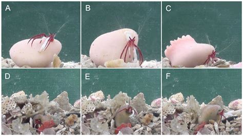 Newly discovered hermit crab species carries around a giant coral house that grows around it