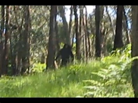 Interesting Yowie Sighting - Sasquatch Chronicles