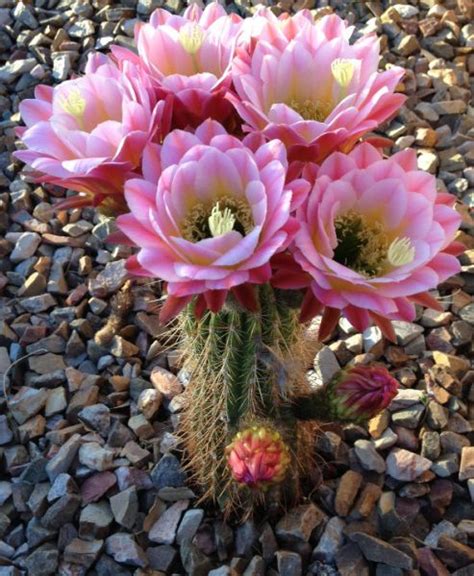 Arizona cactus flowers bloom