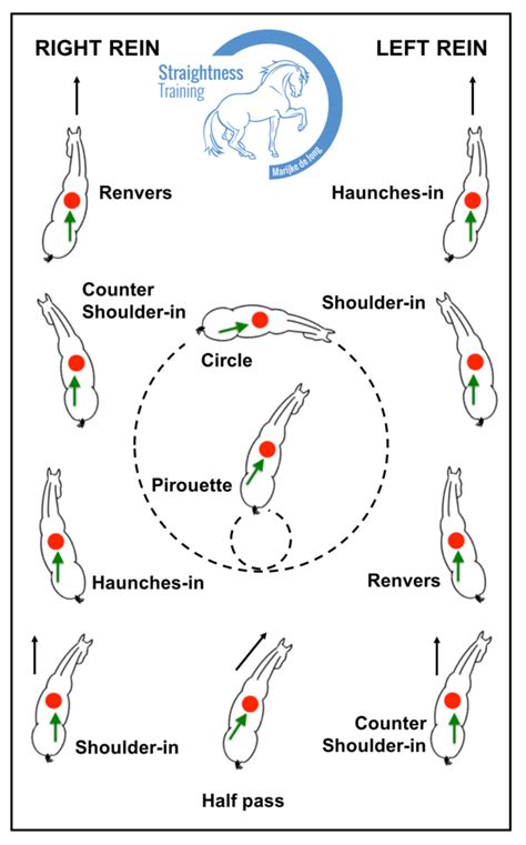 Lateral movements | Straightness Training