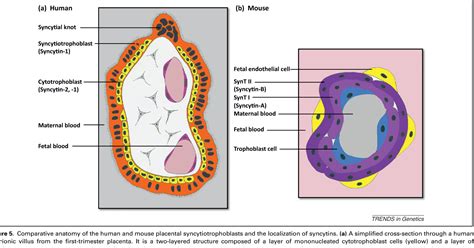 Figure 5 from Genetic basis of cell-cell fusion mechanisms. | Semantic ...