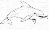 Free Dolphin Coloring Pages sketch template
