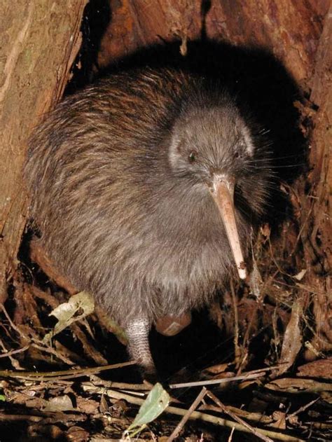 Meet the Bird that Could Carry Off a Baby Elephant: The Elephant Bird's Closest Living Relative ...