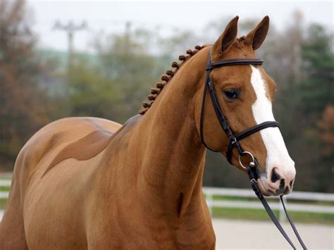 a brown and white horse standing on top of a dirt field with trees in ...