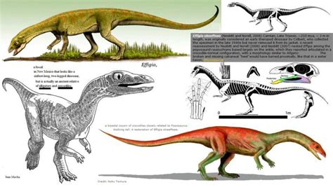 Dinosaur of the Week: Anatomy of An Archosaur, Effigia Palaeontology ...