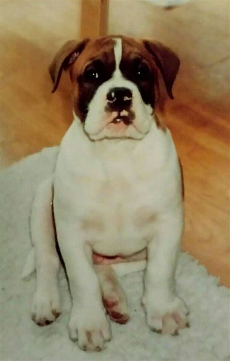 Old Tyme Bulldog Pup | Bulldog puppies, Pitbull terrier, Dog lovers