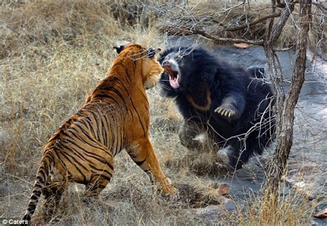 Angry Mother Bear scares off Two Tigers in Ranthambore - India's Endangered