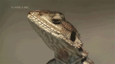 Lizard GIF - Find & Share on GIPHY