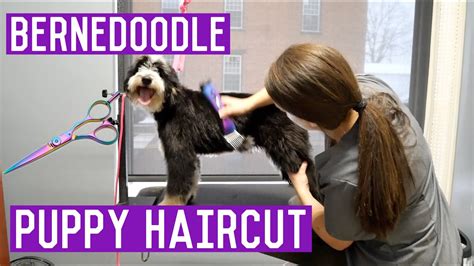 Mini Bernedoodle Grooming - Puppy Gets A Haircut I Dog Grooming - YouTube