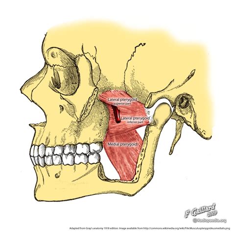 Infratemporal fossa:Lateral pterygoid | RANZCRPart1 Wiki | Fandom