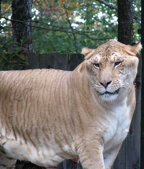 The 14 Coolest Hybrid Animals | Hybrid cat, Liger, Big cats