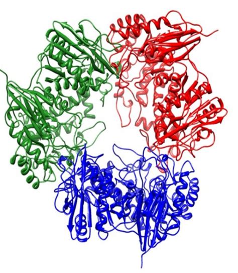 Endo-β-galactosidase - Creative Enzymes