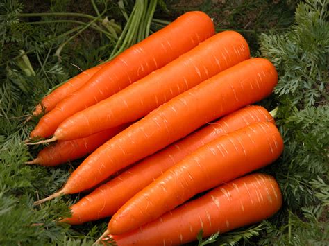 10 Health benefits of Carrot fruit that will amaze you