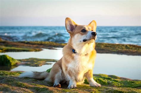 11 Best Corgi Rescues For Adoption: Where To Find Your Corgi