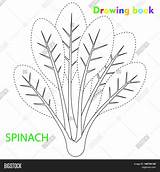 Spinach Coloring sketch template