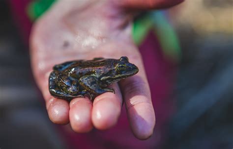 Frog Finders | Conservancy Program | Fraser Valley Conservancy