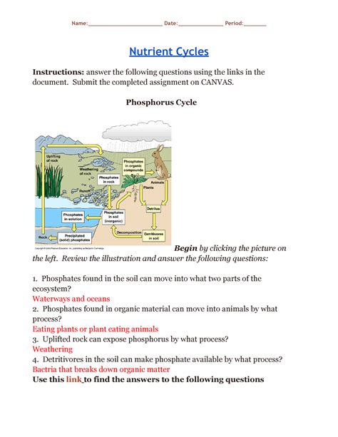 Biogeochemical Cycle Worksheet.docx - Nutrient Cycles How are ... - Worksheets Library