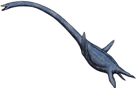 Elasmosaurus Pictures & Facts - The Dinosaur Database