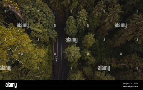 Aerial View Giant Redwood Trees & vehicle car on Newton B. Drury Scenic Parkway road in Redwoods ...