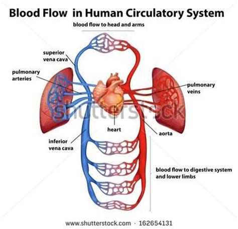 Pictures Of Circulatory System